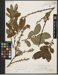 Foto von Salix appendiculata Vill.